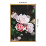 Close-up of delicate light pink roses with soft petals against dark green leaves in a natural garden setting, framed in a light wood frame with size labels.