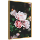 Framed canvas print of a delicate light pink rose floral artwork by Patricia Hasz