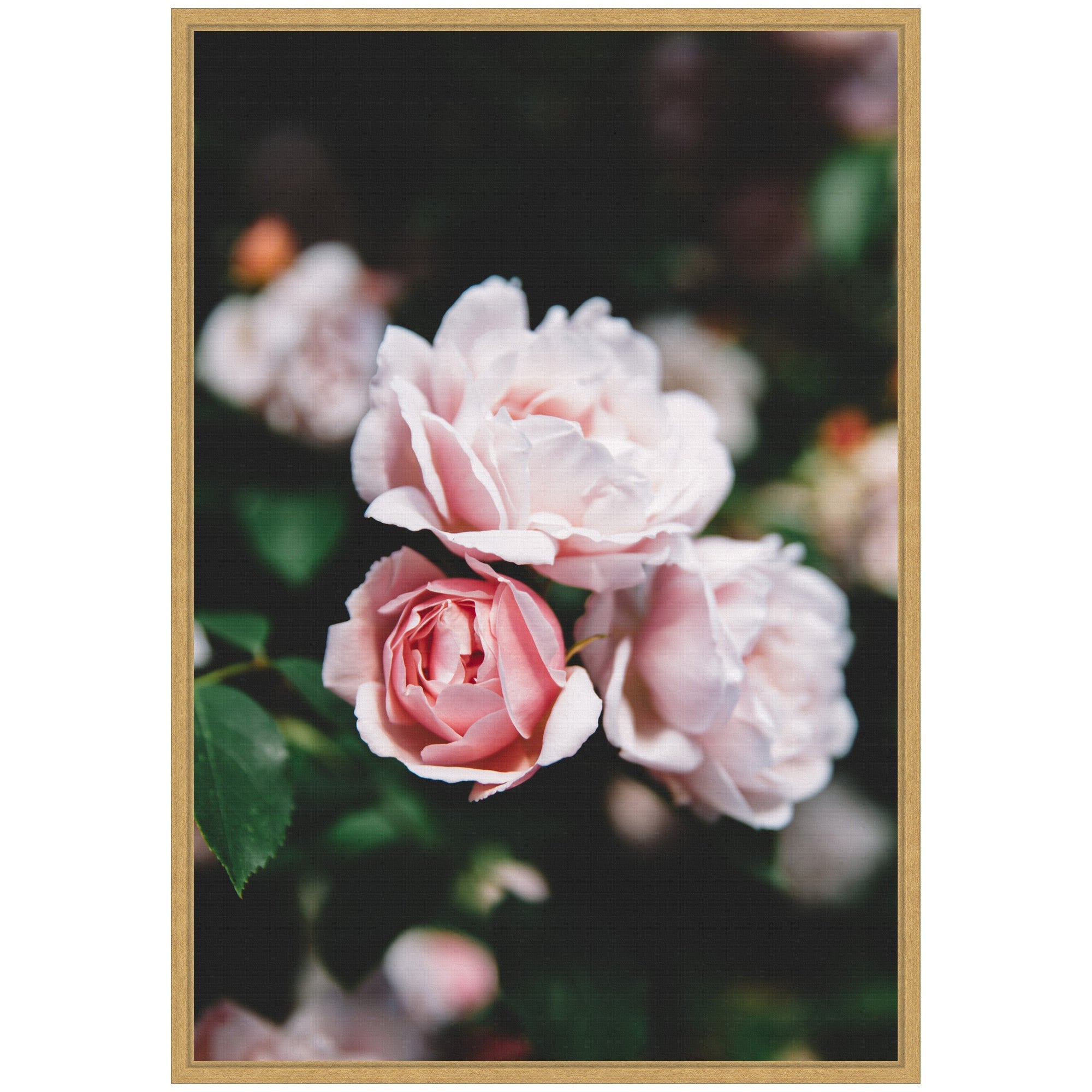 Sylvie Delicate Light Pink Rose Floral Framed Canvas by Patricia Hasz
