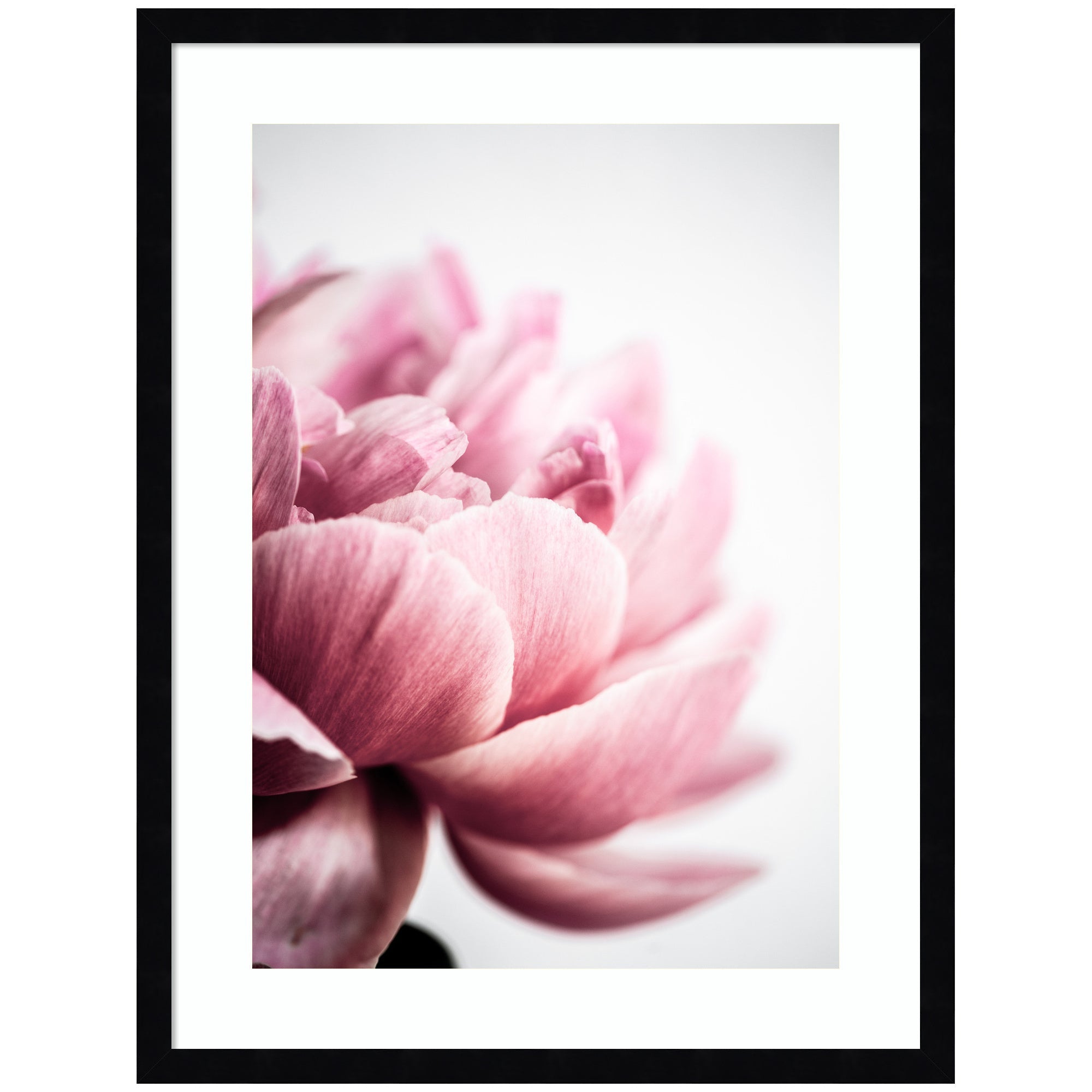 Pink Peony No1 by Mareike Bohmer Framed Wall Art Print