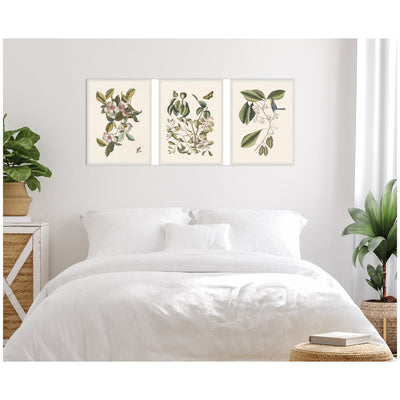 1754 Mark Catesby Botanicals and Avian Studies 3 Piece Framed Canvas Wall Art Set by Nostalgia Prints