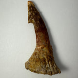 Curved fossil barb with a rough textured base and a pointed tip, showing brown and tan hues with visible striations.