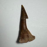 Elongated brown fossilized tooth with a pointed tip and a flared, scalloped base showing fine ridges and texture, displayed on a light surface.