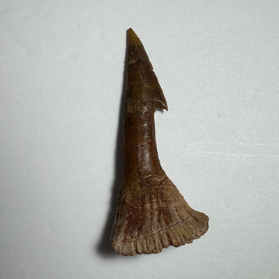 Onchopristis Barb/Tooth (MD) Fossil from Morocco