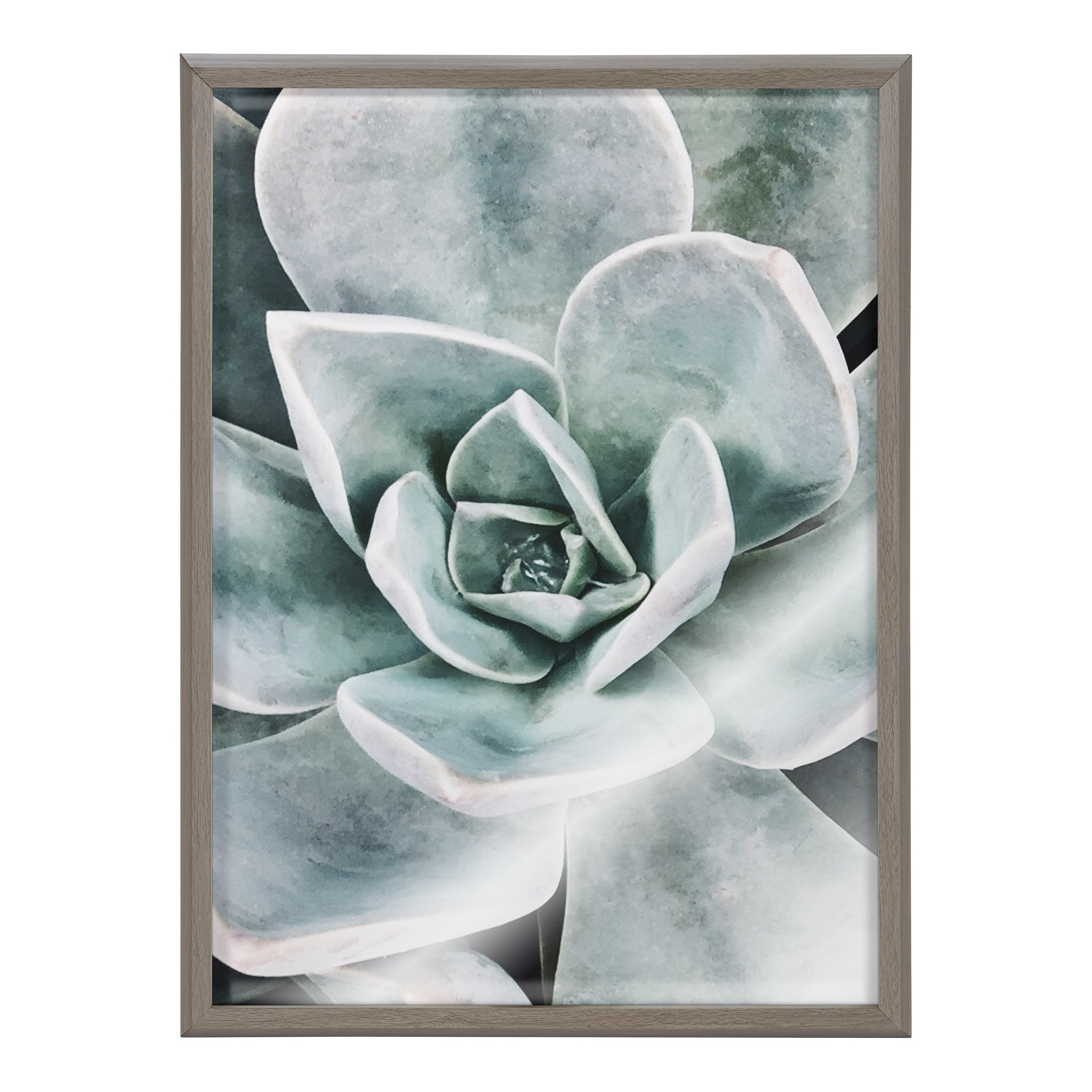 Blake Botanical Succulent Plants 3 Framed Printed Glass by The Creative by kateandlaurel - product image 2 for Resin Society