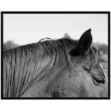 Close-up black and white photograph of a horse's head focusing on its mane, ear, and closed eye with a blurred outdoor background.
