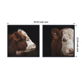 Two framed canvas prints side by side showing close-up portraits of a brown and white cow against a black background, measuring 46 by 22 inches combined.