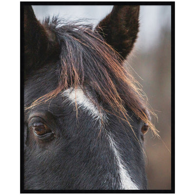 Black and White Horse by Emiko and Mark Franzen F2 Images Framed Wall Art Print