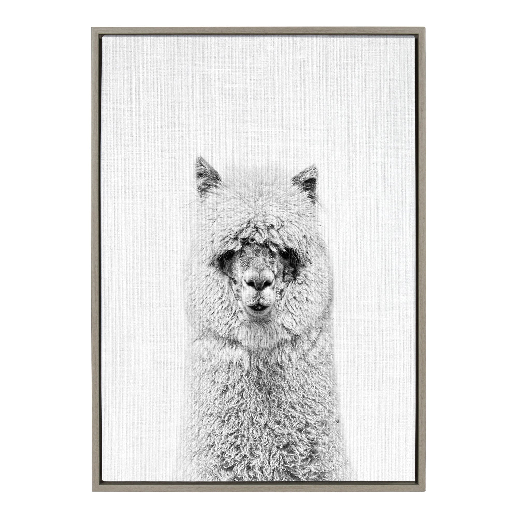 Sylvie Hairy Alpaca Framed Canvas Art by Simon Te featuring a close-up portrait of a fluffy alpaca in a floating polystyrene frame