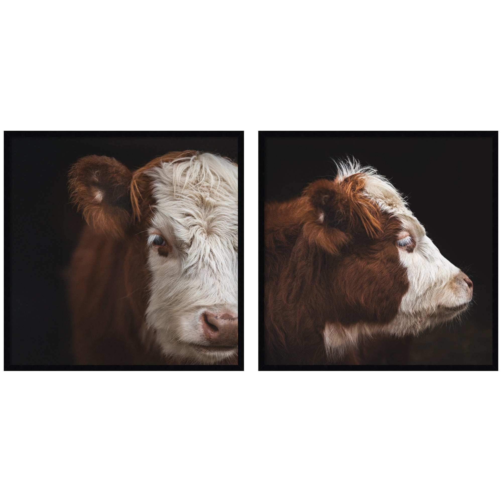 Two framed Cow Close wall art prints in a modern room setting