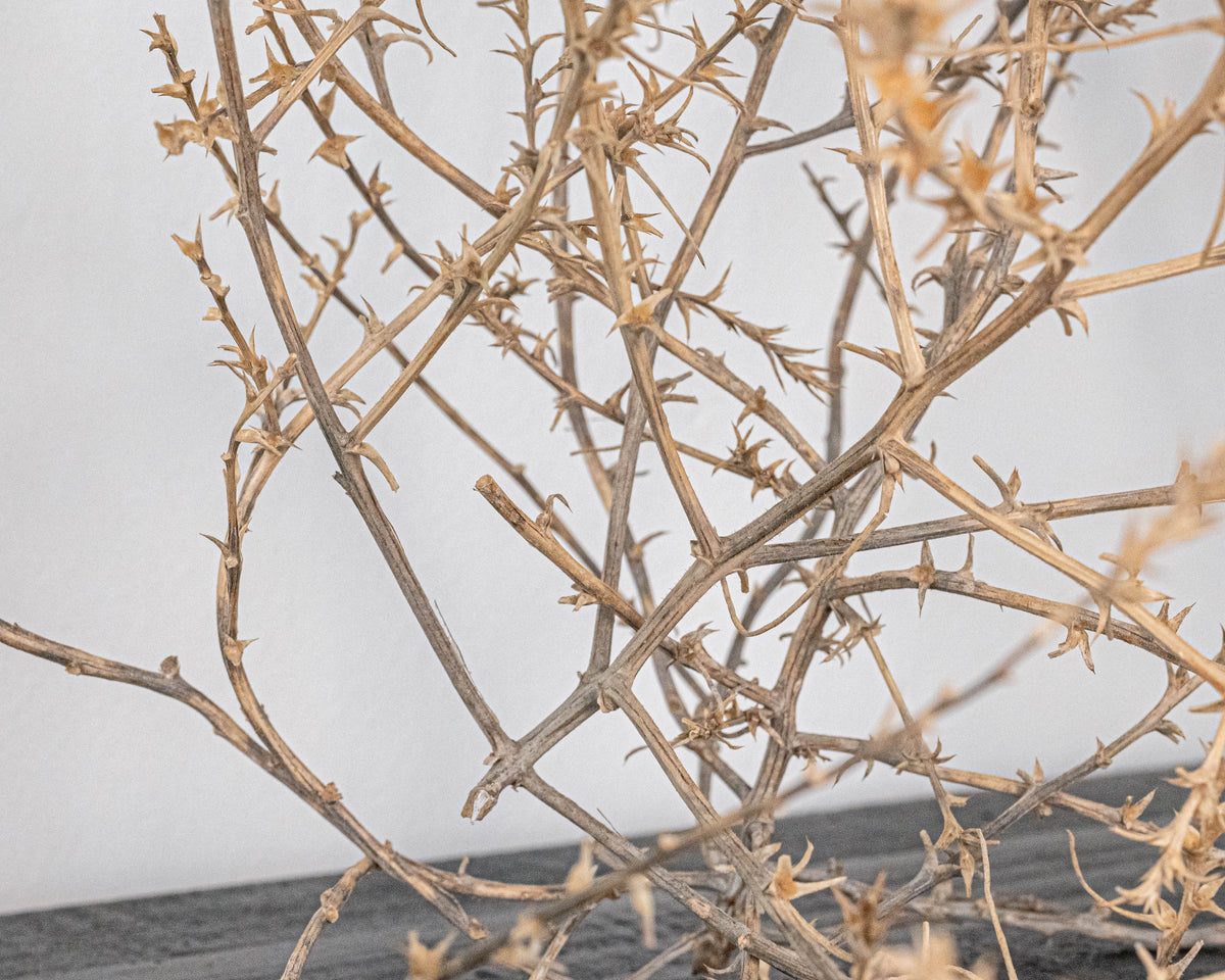 Large Country Tumbleweed by DriedDecor - product image 5 for Resin Society