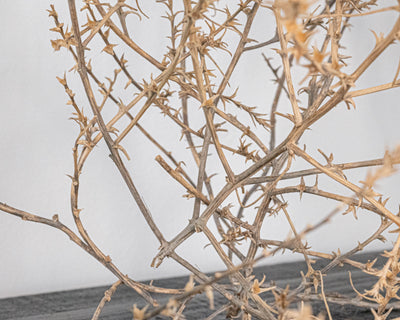 Large Country Tumbleweed by DriedDecor - product image 5 for Resin Society