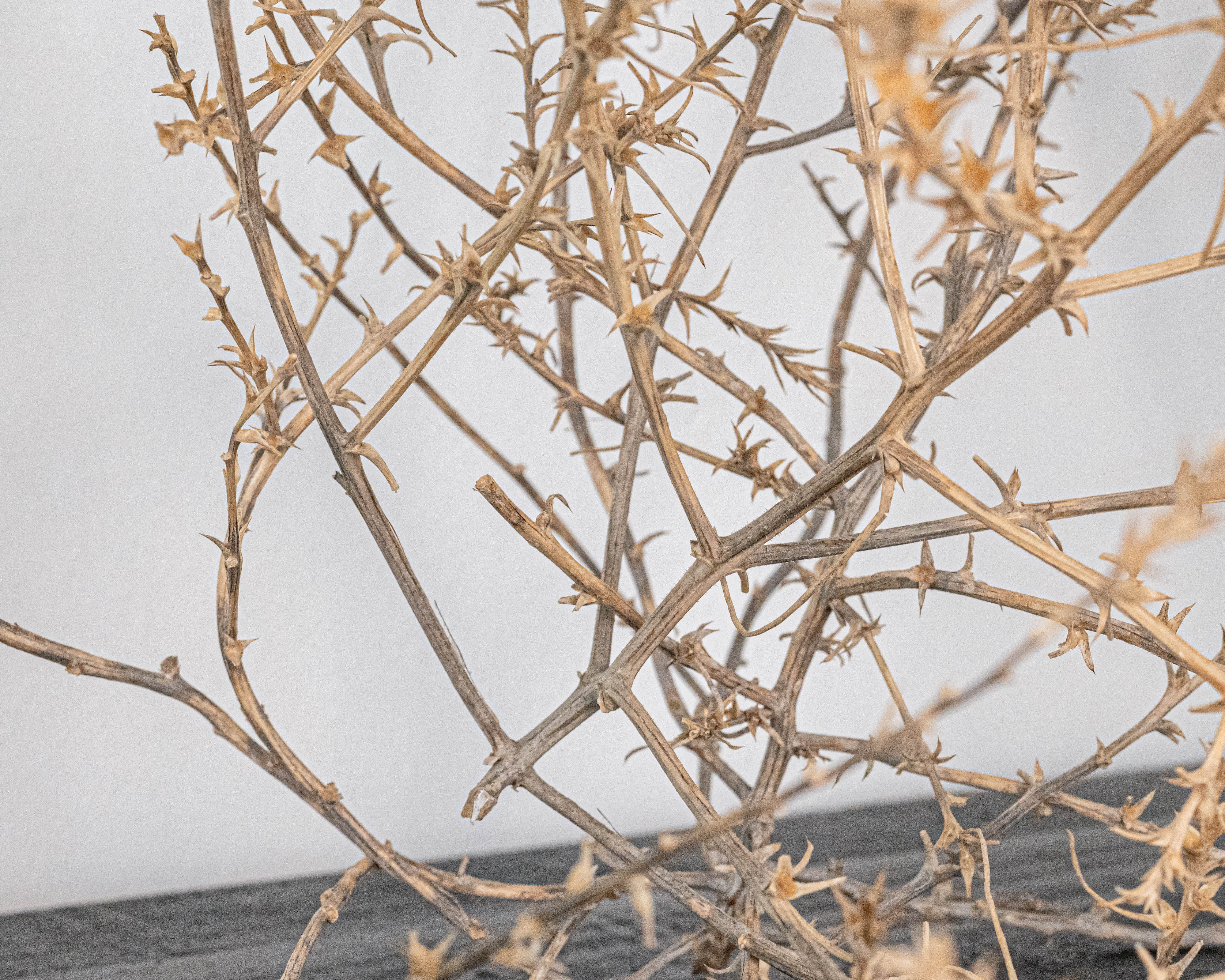 Large Country Tumbleweed by DriedDecor - product image 5 for Resin Society