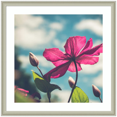 Framed art print of a vibrant pink flower in full bloom against a blue sky background with white clouds