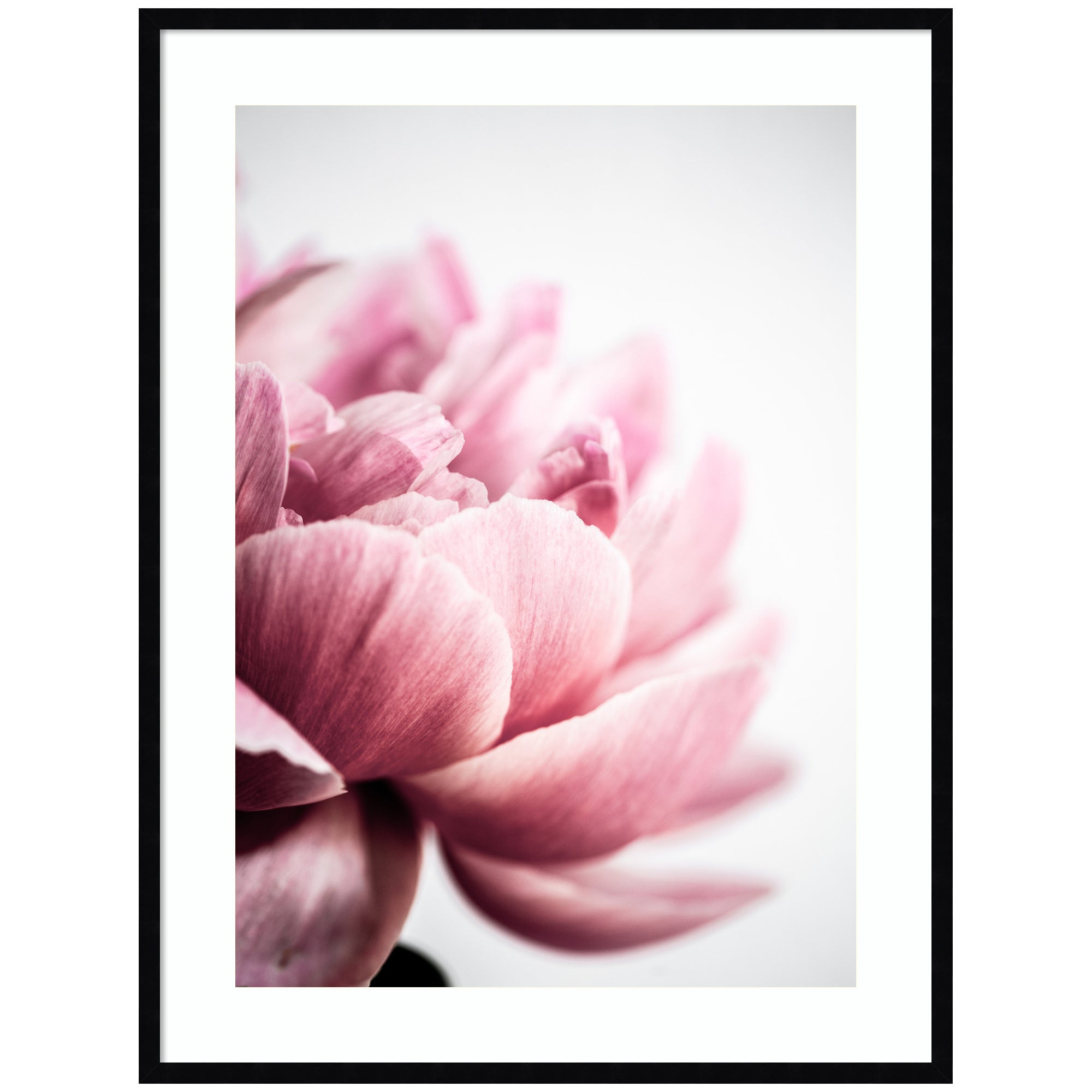 Framed Pink Peony No1 wall art print showing a detailed pink peony flower with green leaves in a light-colored wooden frame
