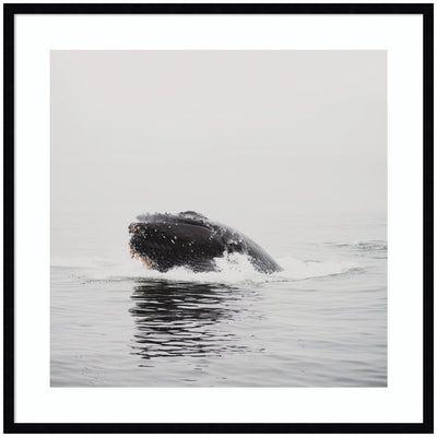 Framed wall art print depicting a humpback whale by Laura Evans