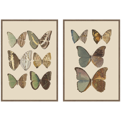 Two framed canvas prints of colorful exotic butterflies by Otto Staudinger in walnut brown Sylvie frames, displayed side by side