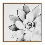Black and white close-up of a succulent with layered broad leaves arranged in a rosette pattern within a light wooden frame.