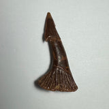 Dark brown, pointed fossil onchopristis barb with a textured, fan-like base and a narrow, elongated upper section on a plain light background.