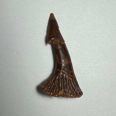 Onchopristis Barb/Tooth (MD) Fossil from Morocco