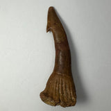 Elongated brown fossil tooth with a hooked tip and ribbed base, showing surface texture and slight color variation, set against a plain white background.
