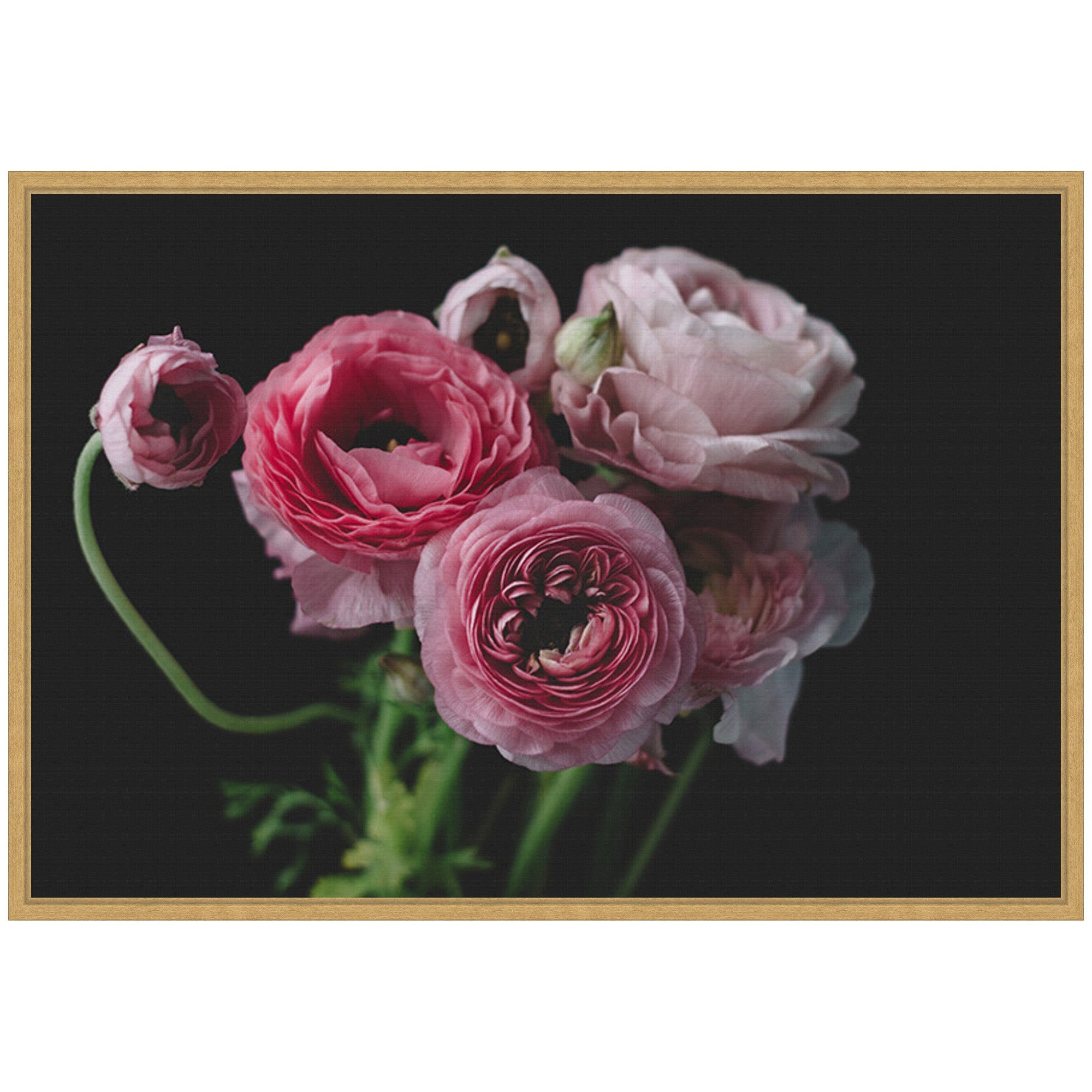 Sylvie Mood Dark Pink Ranunculus Flower Bouquet Framed Canvas by Kristy Campbell