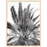 Black and white close-up of palm tree fronds radiating outward with detailed textures, framed in a light natural wood frame against a white background.