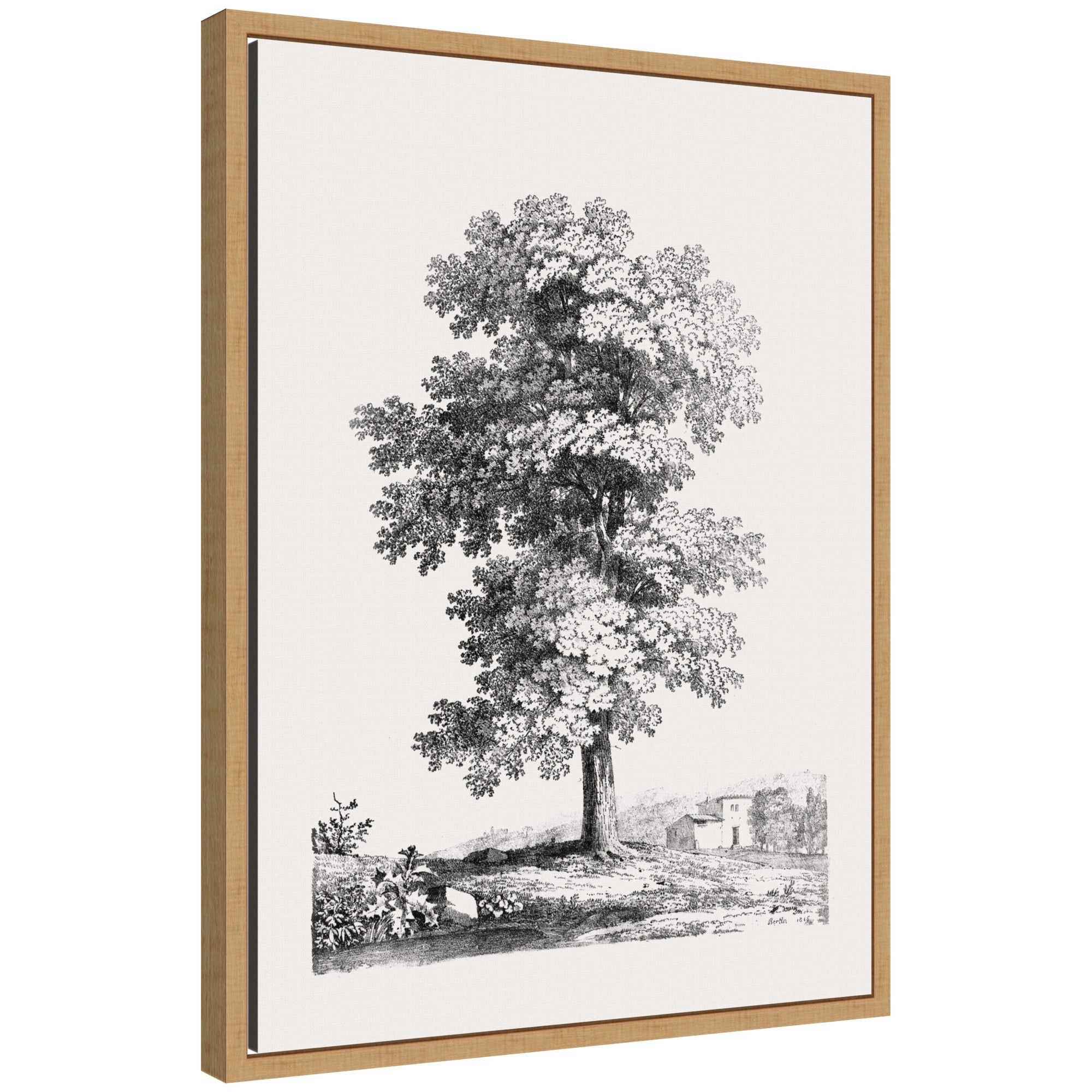 Framed floating canvas art of Sylvie Jean Victor Bertin's 1816 Study of a Tree