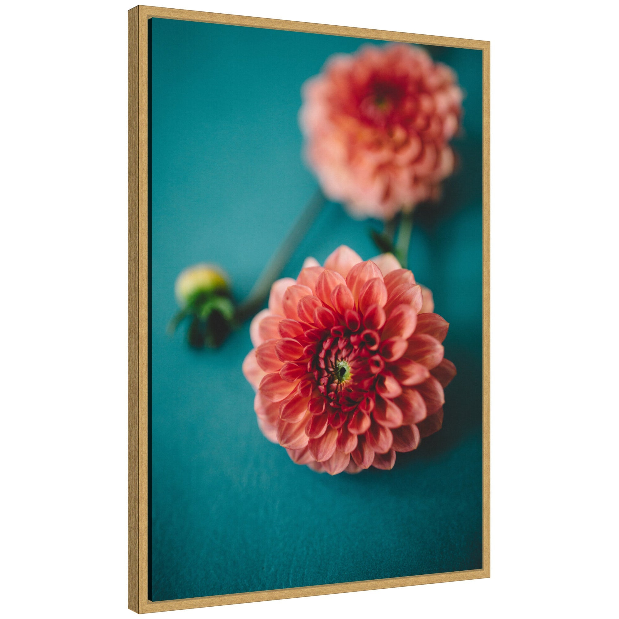 Framed canvas art showing a vibrant pink dahlia floral print by Patricia Hasz