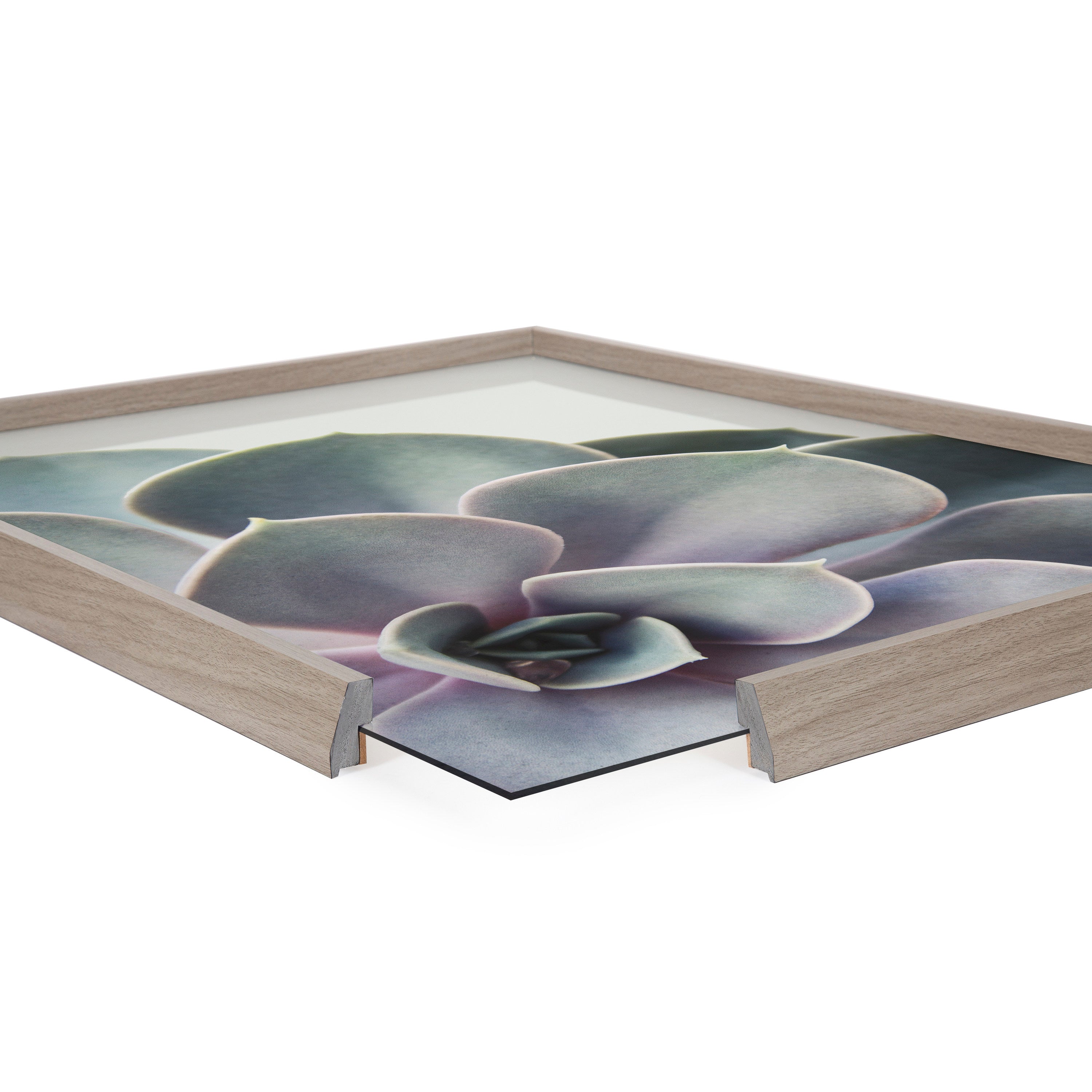 Blake Succulent 5 Framed Printed Glass by kateandlaurel - product image 3 for Resin Society
