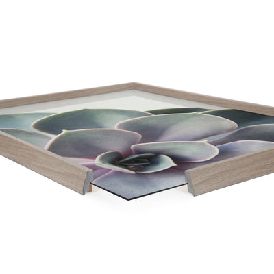 Blake Succulent 5 Framed Printed Glass by kateandlaurel - product image 3 for Resin Society