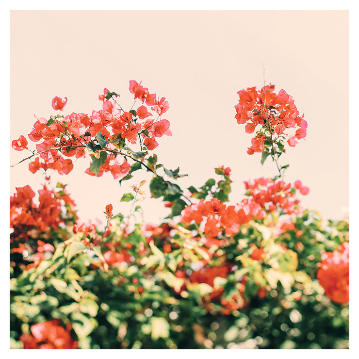 Bougainvillea Dream fine art photograph showing vibrant pink bougainvillea flowers with a green blurred background