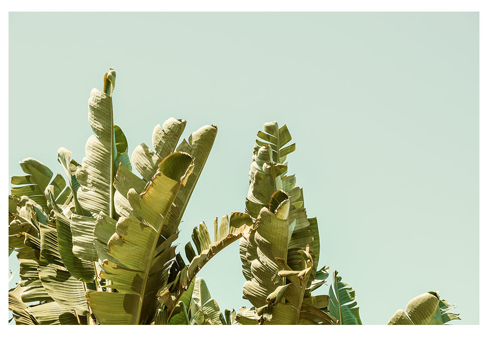 Modern Fine Art Photograph - California Green by Alicia Bock Print Shop - main product image for Resin Society