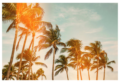 Miami Breeze (Flare) - Fine Art Photograph by Alicia Bock Print Shop - main product image for Resin Society