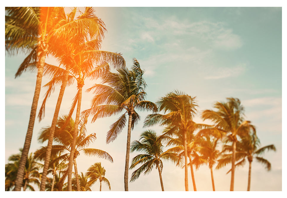 Miami Breeze (Flare) - Fine Art Photograph by Alicia Bock Print Shop - main product image for Resin Society