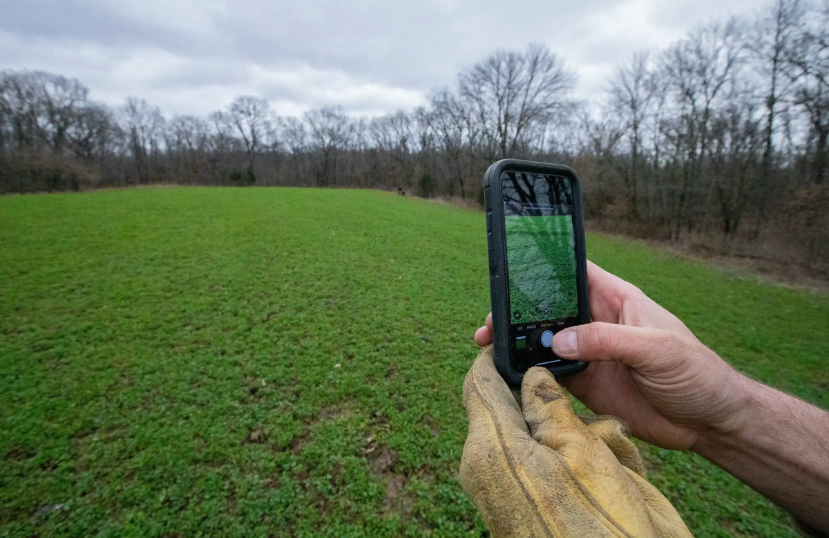 Person wearing a tan glove holding a black smartphone to capture a photo of a dense, green clover field under an overcast sky with leafless trees in the background.