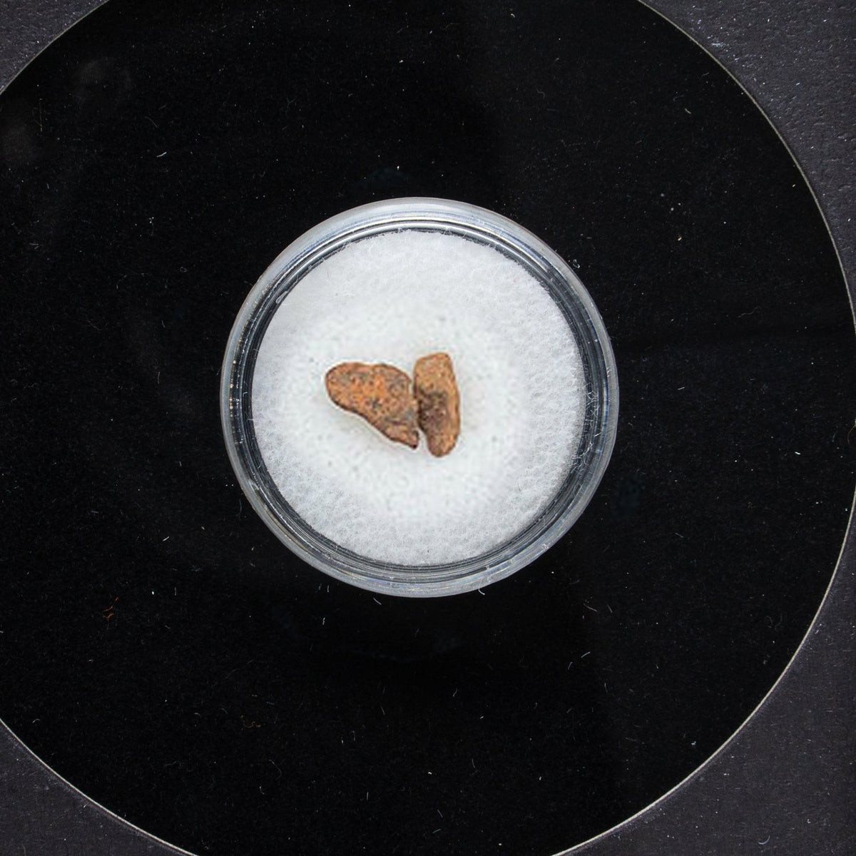 Genuine Agoudal Meteorite in Display Box
