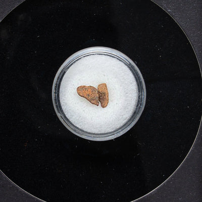 Genuine Agoudal Meteorite in Display Box