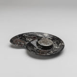 Close-up of a small polished spiral plate made from Ammonite and Orthoceras fossils showing intricate spiral fossil patterns