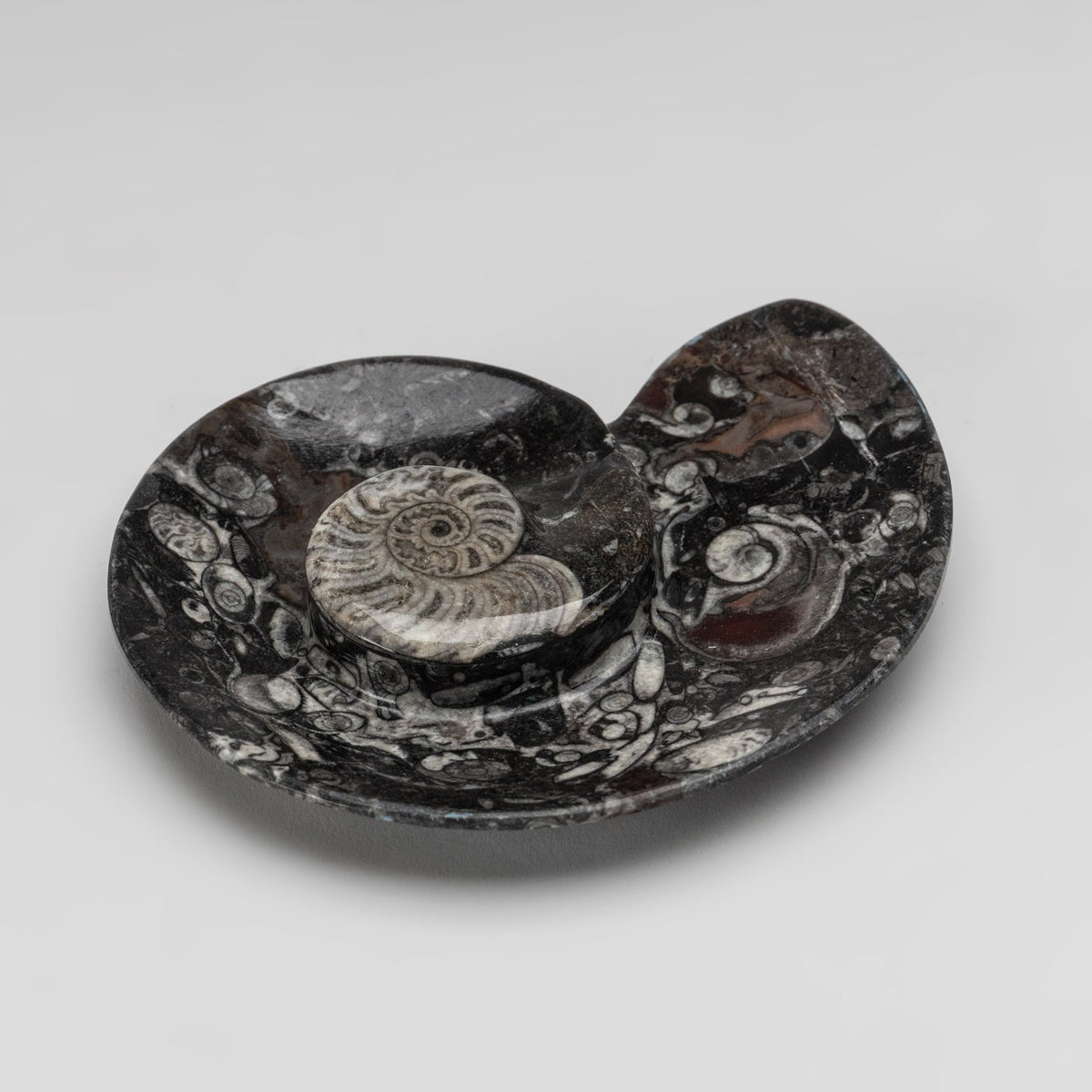 Polished Ammonite and Orthoceras Fossil Spiral Plate (Small)