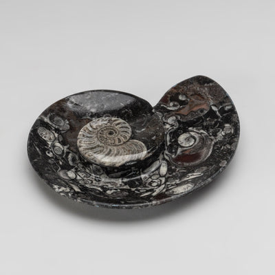 Polished Ammonite and Orthoceras Fossil Spiral Plate (Small)