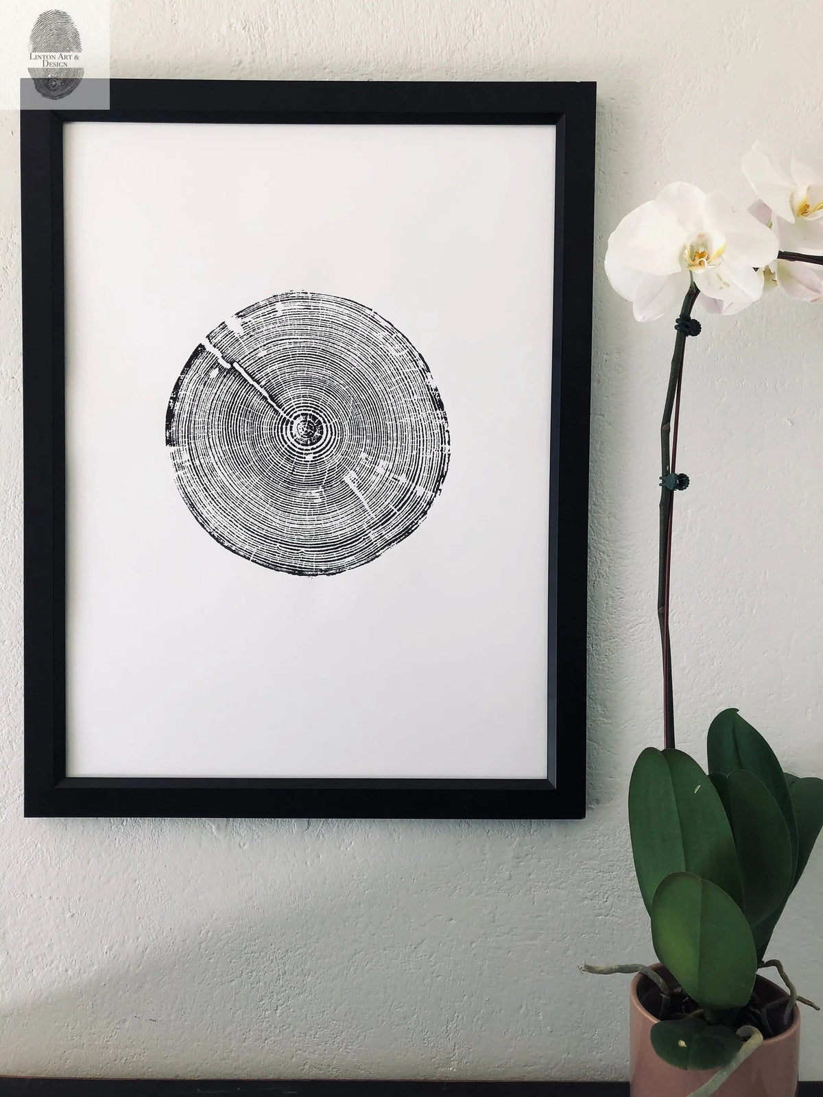 Black and white print of a detailed Alabama tree ring cross-section in a black frame, hanging on a white textured wall beside a white orchid plant.
