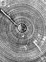 Black and white print of concentric tree rings with two prominent radial lines extending outward, resembling a detailed cross-section of a tree trunk.
