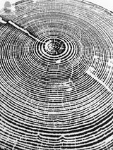 Black and white printed design of tree rings in concentric circles with varying thickness, including a prominent dark crack extending outward from the center.