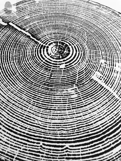 Alabama Tree Ring Print, Alabama Art Print
