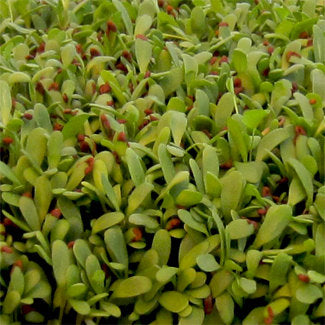 Alfalfa Microgreen Seeds detail image - Resin Society