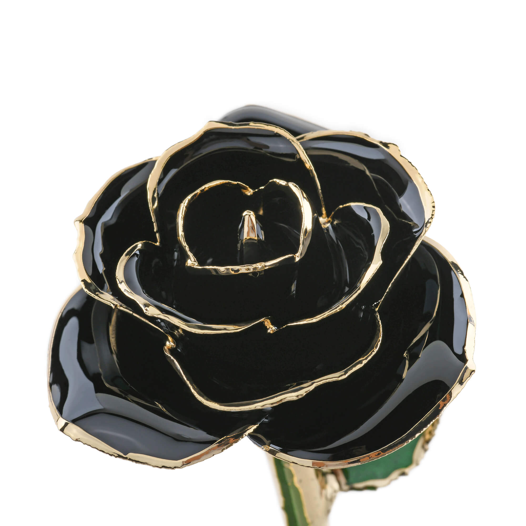 Timeless Rose (Black) by ROSEPHORIA