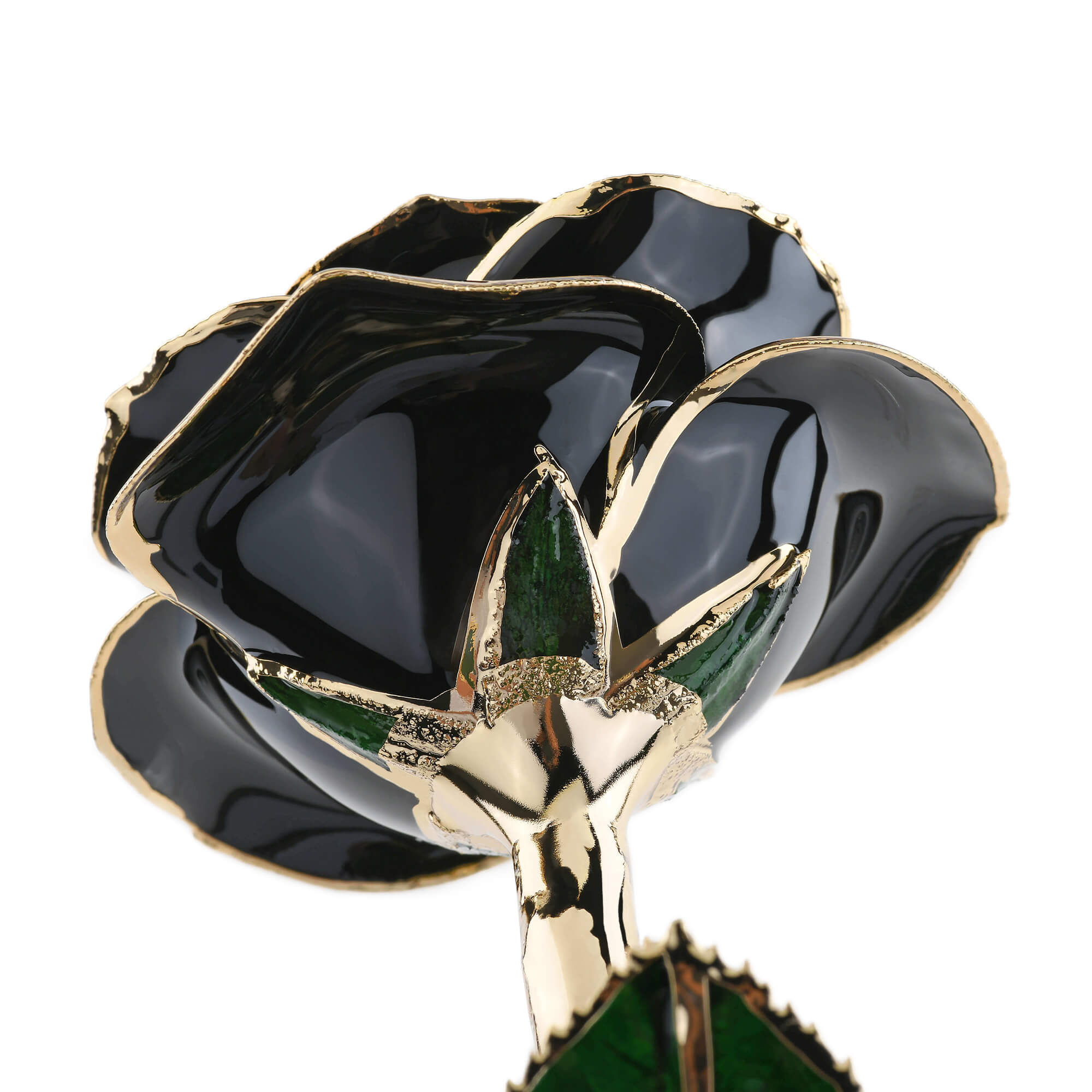 Timeless Rose (Black) by ROSEPHORIA