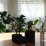 Matte black double planter holding two small jade plants on a wooden table with soft natural light and window blinds in the background.