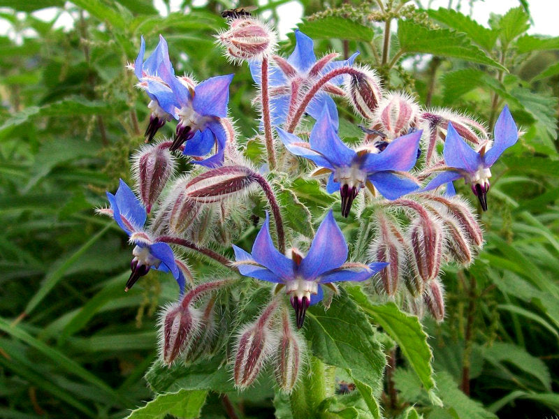 Cluster of blue star-shaped borage flowers with fuzzy, pink and white striped buds and green leaves in natural outdoor setting.